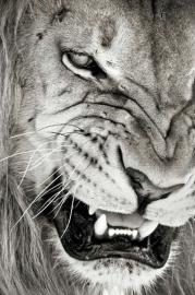 BnW's Avatar