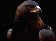ahmed.berbar's Avatar