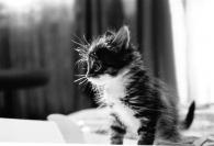 black_cat's Avatar