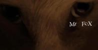 Mr Fox's Avatar