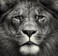 jalleballe's Avatar