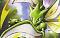 Scyther's Avatar